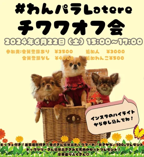 わんパラLatere チワワオフ会