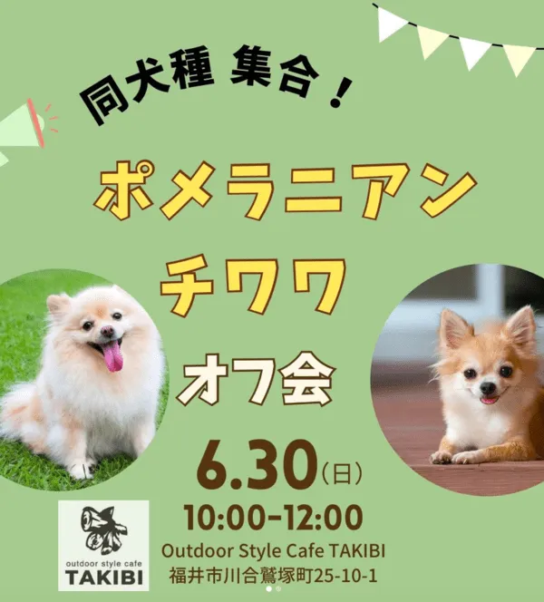 ポメラニアン チワワ オフ会