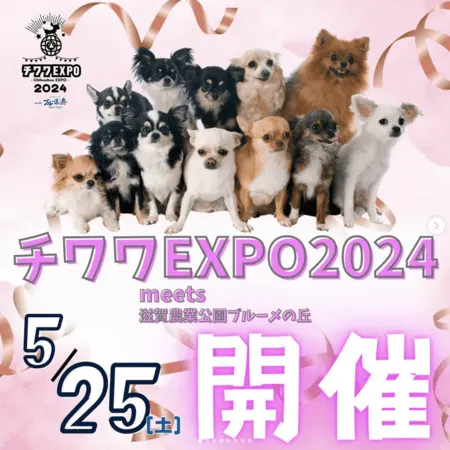 チワワEXPO2024 meets 滋賀農業公園ブルーメの丘