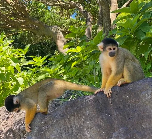 伊豆シャボテン動物公園　猿