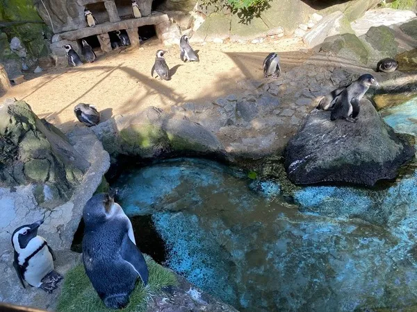 伊豆シャボテン動物公園　ペンギン