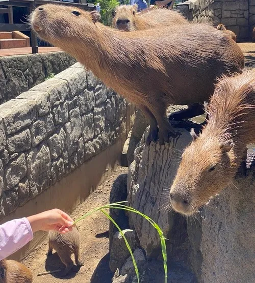 伊豆シャボテン動物公園　カピパラ