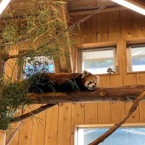 伊豆シャボテン動物公園　レッサーパンダ