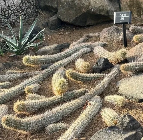 伊豆シャボテン動物公園　サボテン